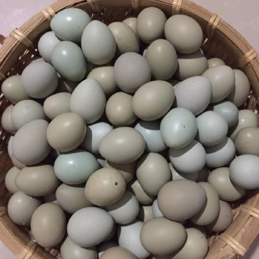 成都芦丁鸡食用蛋 绿壳鸡蛋  芦丁鸡礼品蛋 下单就送销售大礼包