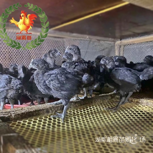 衡阳出售五黑鸡苗脱温鸡绿壳蛋鸡饲养一个月量大优惠