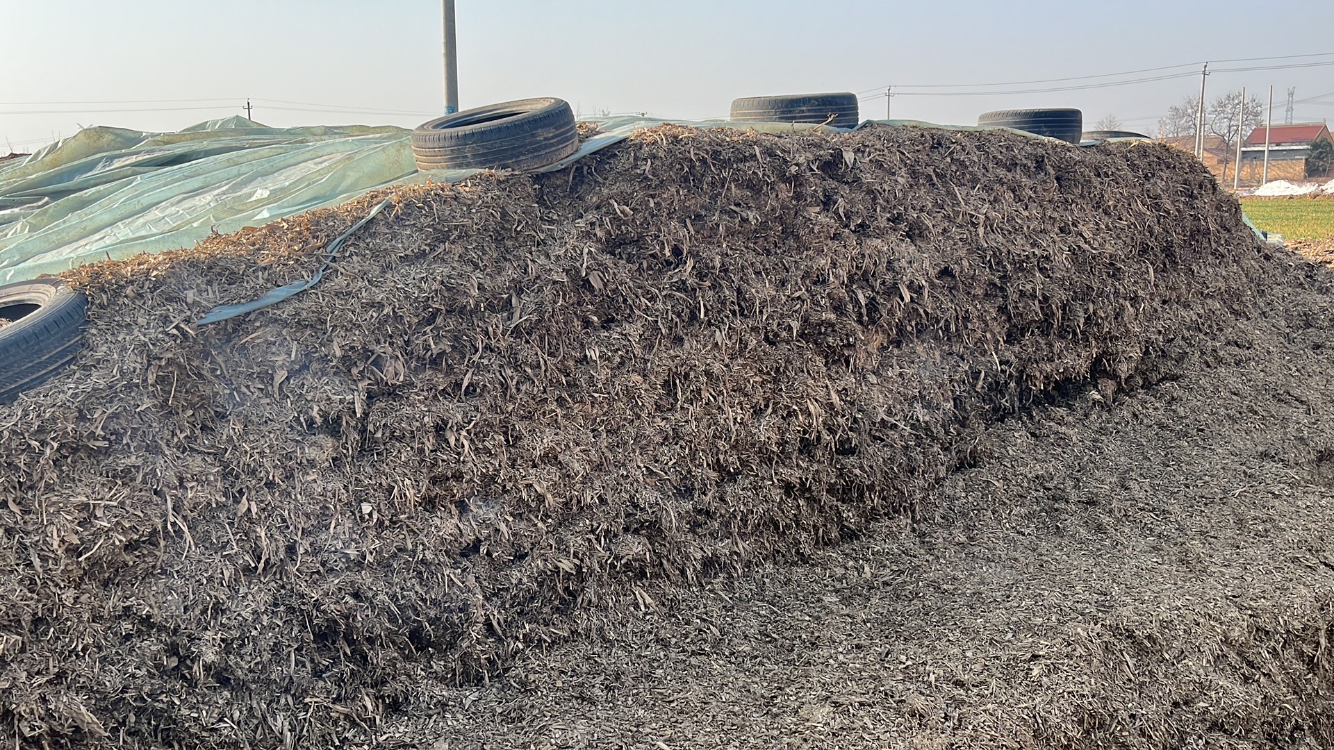 大量现货青贮玉米