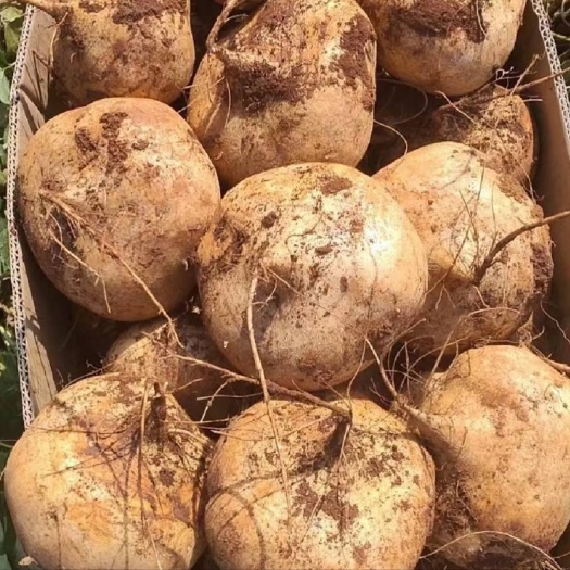 湛江徐闻豆薯、凉薯、地萝卜、地瓜、白地瓜、沙葛，清脆可口