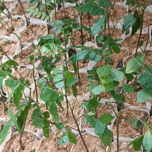 灵山县猴耳环苗