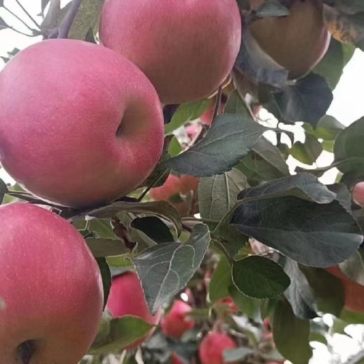 绛县苹果树苗  供应各品种不同规格的苹果树苗