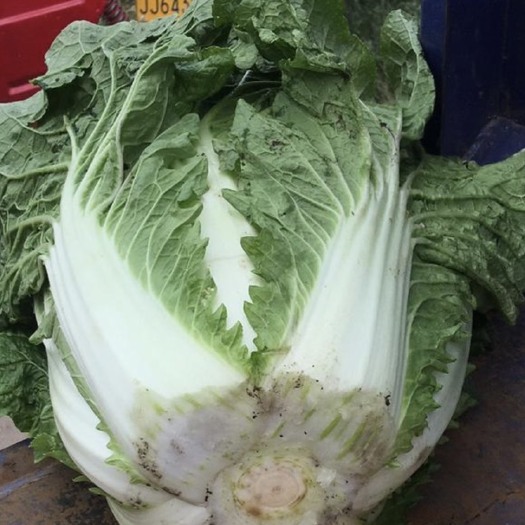 弥渡县云南大理弥渡高原白菜