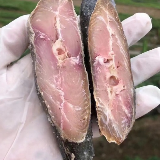 南宁梅香马鲛鱼，自然腌制发酵