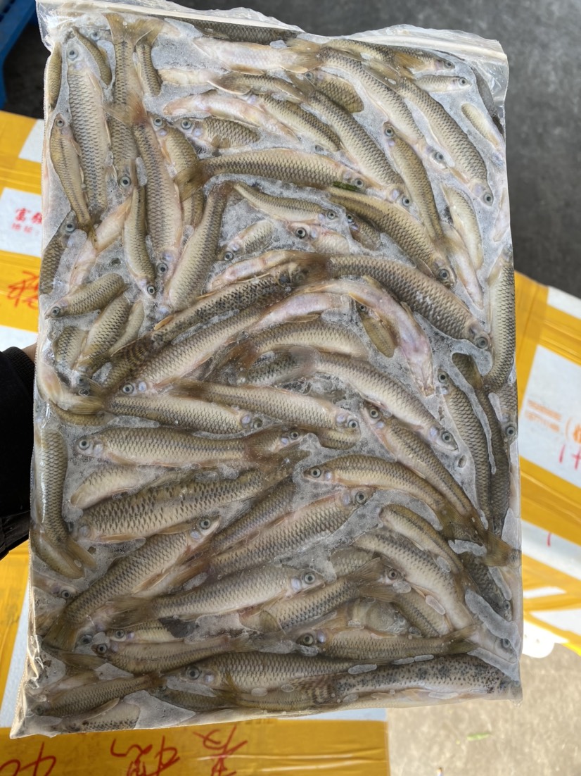 麦穗鱼 鲜货   麦穗鱼冻板