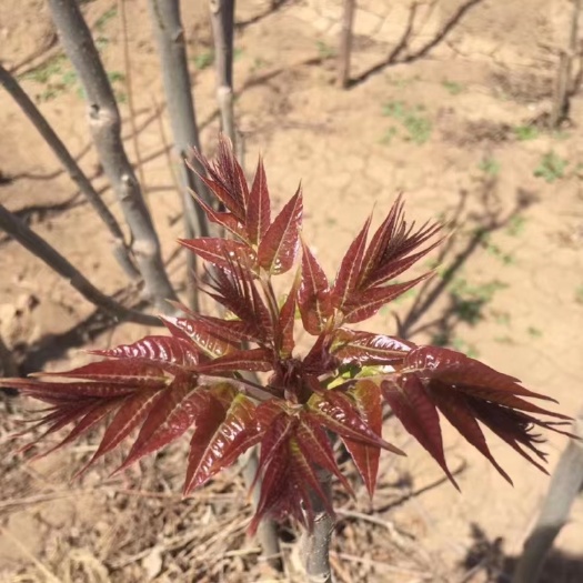 衡东县香椿芽