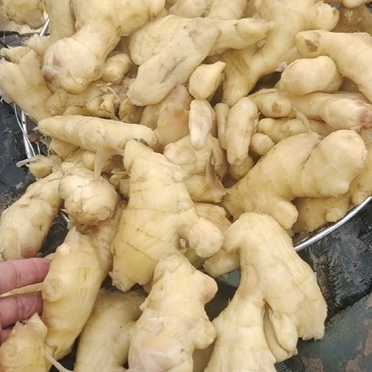 鸡泽县腌制大姜