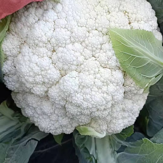 昆明云南蔬菜，白花，产地发货，一手货源，冷库打冷，加工，欢迎订货