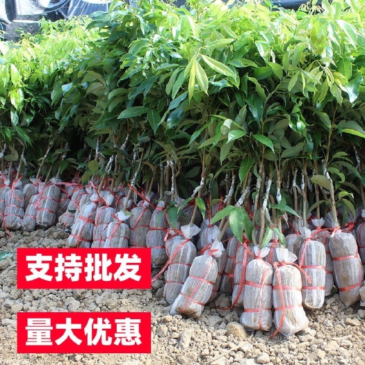灵山县荔枝果树苗