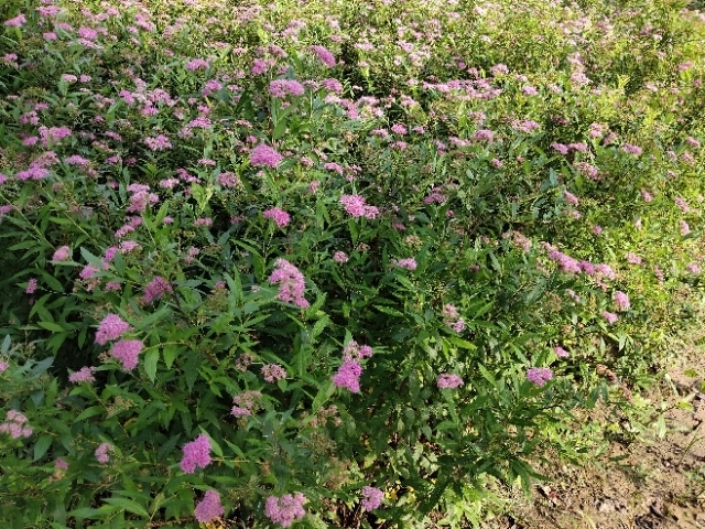 沭阳县红花绣线菊金山绣线菊金焰绣线菊绿叶绣线菊工程苗