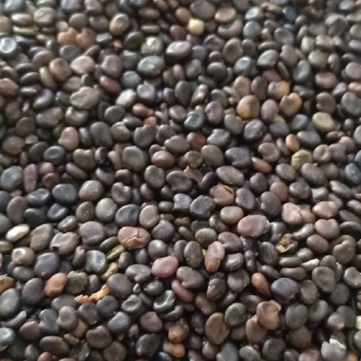 安国市黄芪种子 绵芪铁芪种子包发芽纯新提供种植技术
