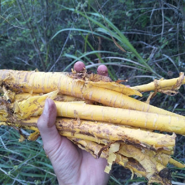 现挖穿破石新鲜九层皮剥壳黄蛇金腰带根山荔枝根柘刺根500g