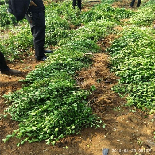 沭阳县小叶扶芳藤大叶扶芳藤耐旱工程大小规格齐全