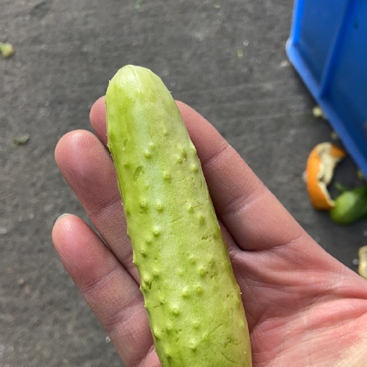 赣州赣州白玉小黄瓜
