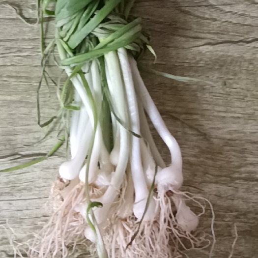 鲜野葱