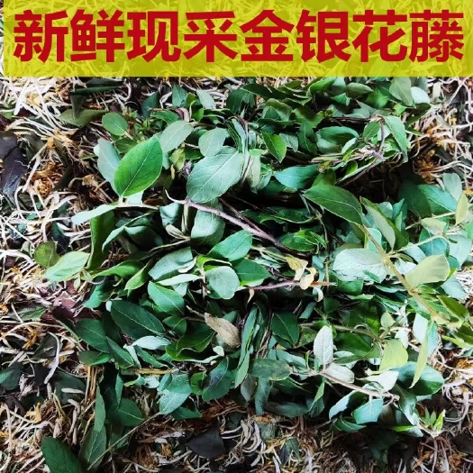 连州市新鲜金银花藤宝宝洗澡现采忍冬藤 痱子无激素新鲜金银藤500g