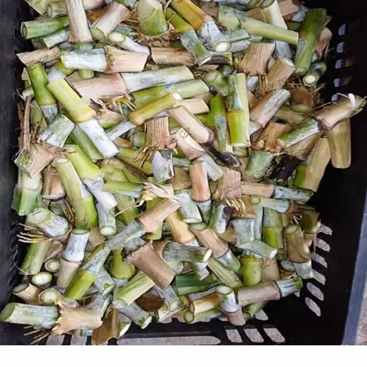 罗甸县象草