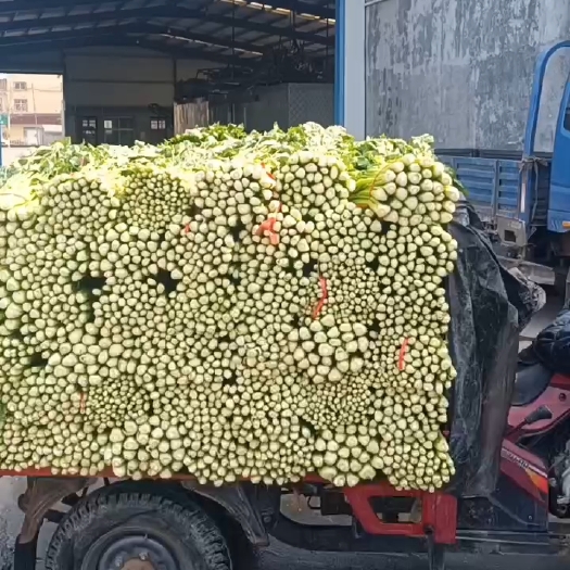 金乡县金乡二茬西芹大量上市