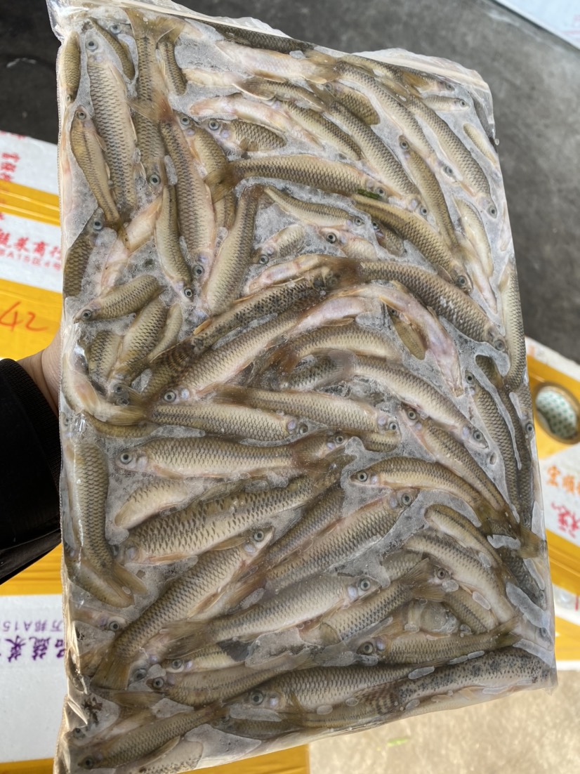 麦穗鱼 鲜货   麦穗鱼冻板