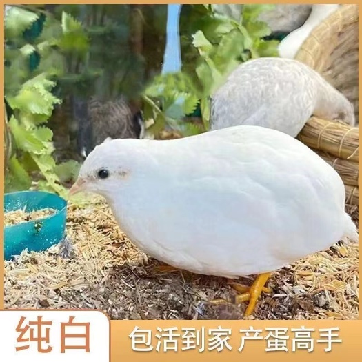 中山市宠物德系芦丁鸡，礼服95一只