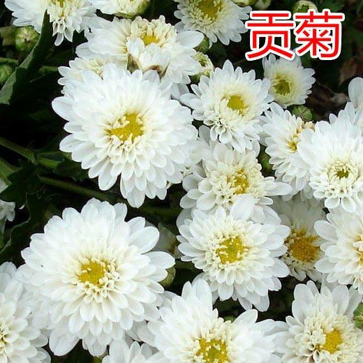 寿县菊花苗批发基地直供杭白菊花种苗食用菊花苗 回收菊花