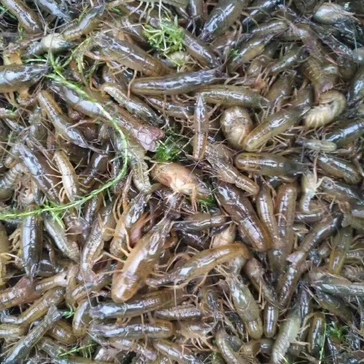 盱眙县本公司常年供应淡水小龙虾苗