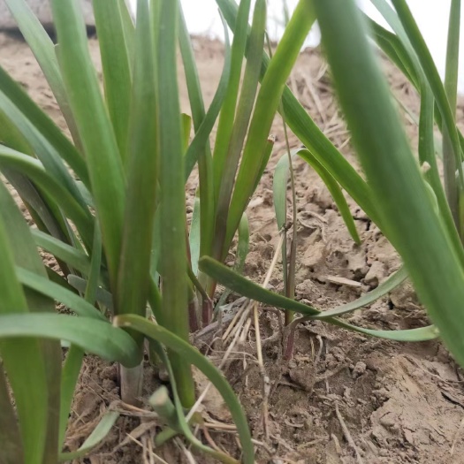 丰县韭菜根苗