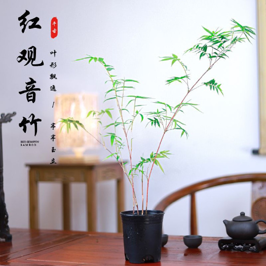 南靖县红观音竹盆景桌面绿植书房茶桌阳台小盆栽室内庭院装饰