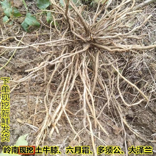 连州市现挖新鲜广东土牛膝多须公土牛七六月霜六月雪500g中药材