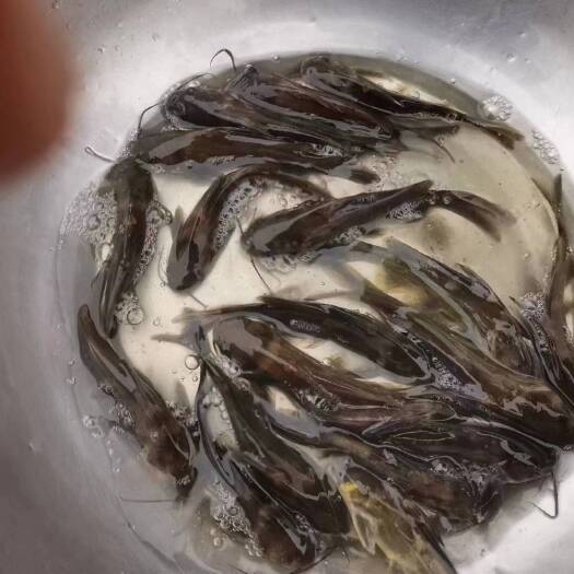 重庆市黄辣丁