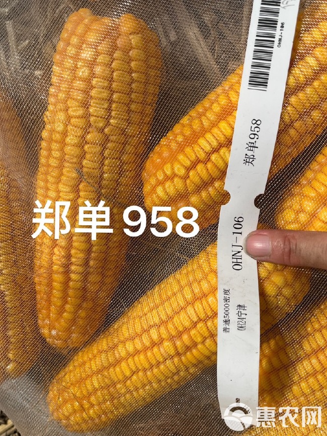新三系郑单958玉米种子 鲁北种业直销 国审品种 稳产