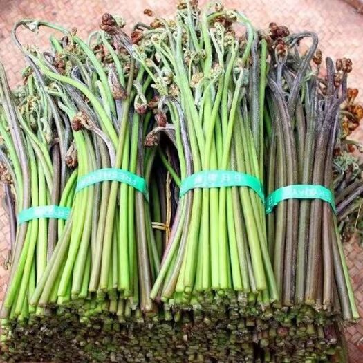 祁阳市湖南野菜新鲜蕨菜批发全国发货支持代发
