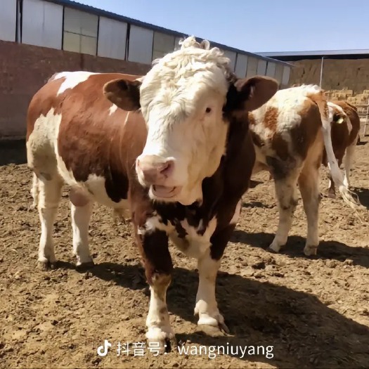 遵义牛肉，自己经营的，都是从农户家中收回来放养牛