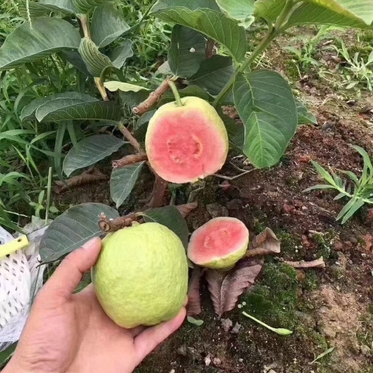 灵山县四季珍珠番石榴苗