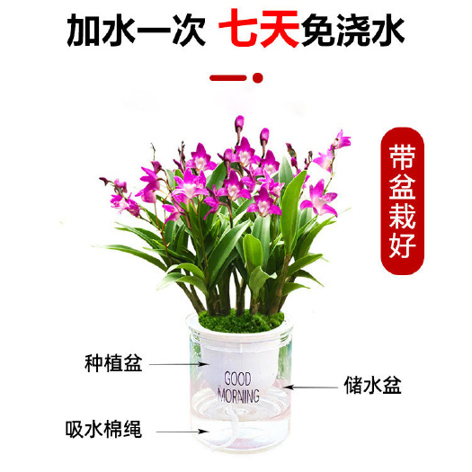 南靖县澳洲香水石斛兰花带花苞小型盆栽开花浓香型室内阳台好养耐寒花卉
