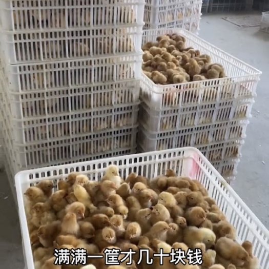 长沙三黄鸡幼仔苗