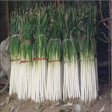 大荔县大葱