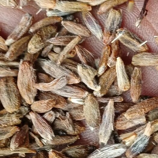 涡阳县纯新改良白术种子