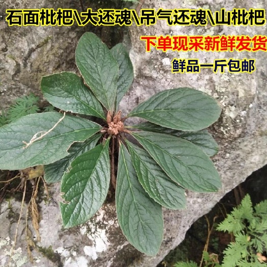 粤北新鲜石面枇杷大还魂山枇杷网脉旋蒴苣苔吊气还魂500g观赏