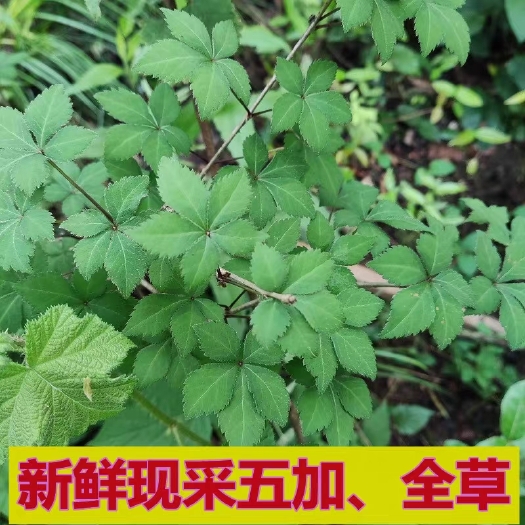 连州市新鲜五加500克全草现采刺五加五花文章草白刺五叶五加中草药