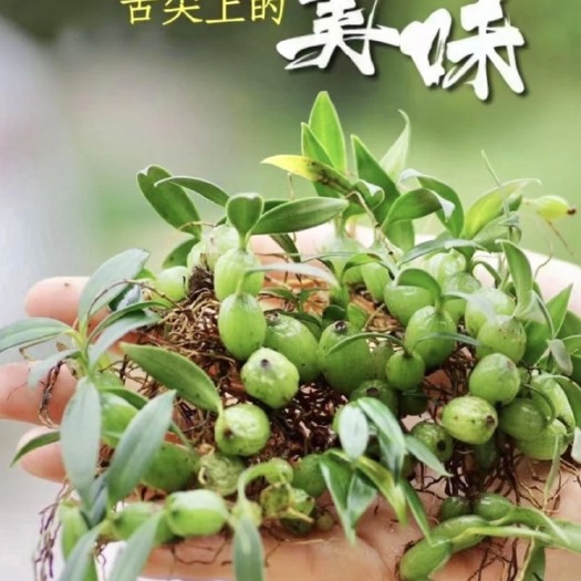 揭阳石橄榄双叶小果、饱满新鲜漂亮长期供用！当天发货
