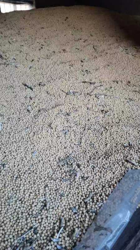 勃利县东北黄豆  芽豆  油豆  蛋白豆