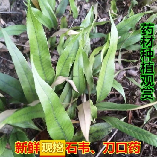 连州市粤北新鲜现采石韦刀口药小叶石皮七星剑一支剑石韦中草药500g