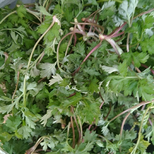 野生可以食用的青团艾草