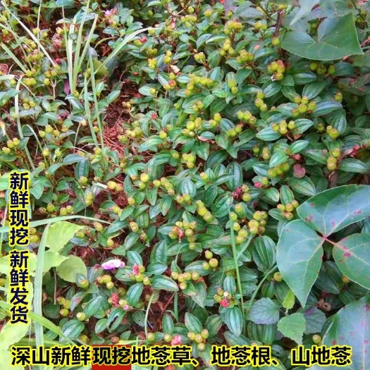 连州市新鲜地菍草现挖地埝根火炭泡地稔地茄子地稔草地稔草任选500g