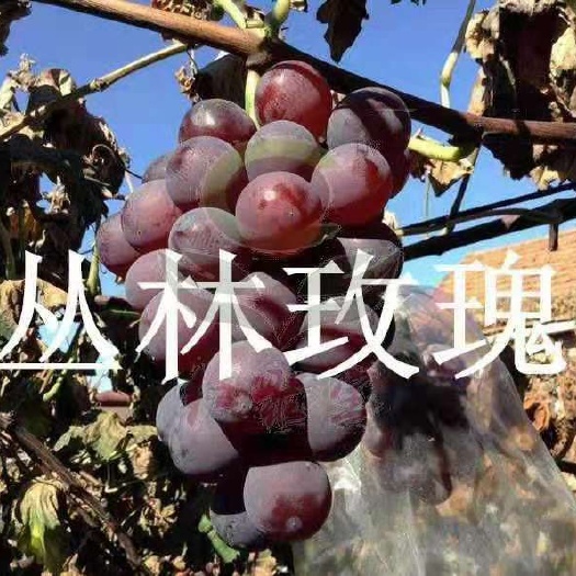 卢龙县丛林玫瑰葡萄苗