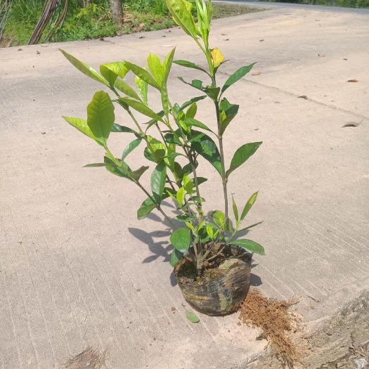 浏阳市大叶桅子杯苗