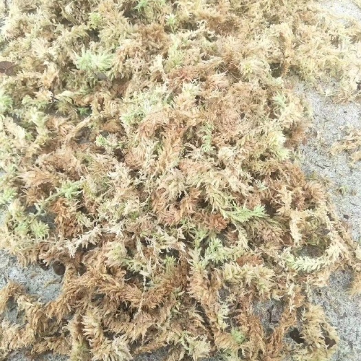 康定市水苔，大花，小花量大，品质没得说
