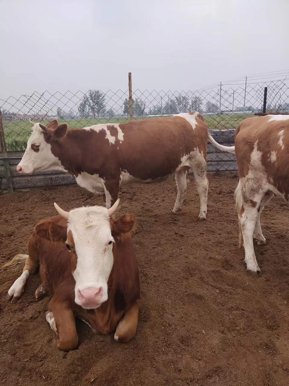 鲁西牛苗活牛牛犊 耐饲养 全国可发欢迎来电联系