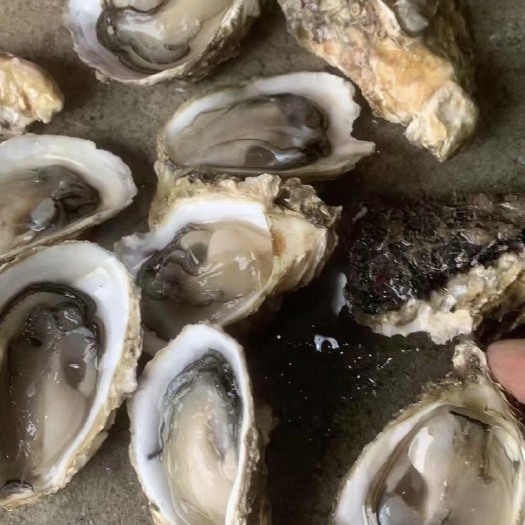 饶平县潮州蚝